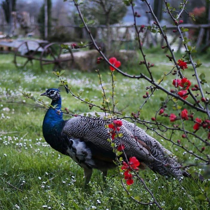 Agriturismo La Colombaia Villa Vicchio Kültér fotó