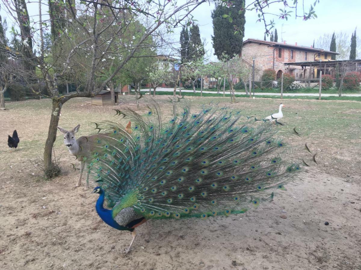 Agriturismo La Colombaia Villa Vicchio Kültér fotó